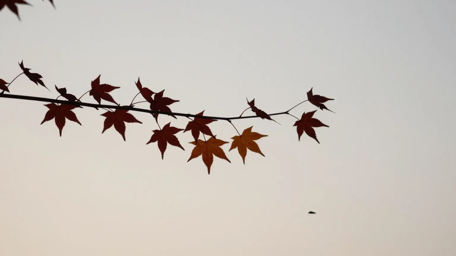 晚秋灰白天空下一根楓樹枝，枝上剩下最後十幾片紅色與橙色的葉子
